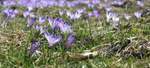 crocus  flower  chochołowska valley