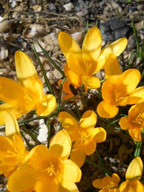 crocus  spring  yellow