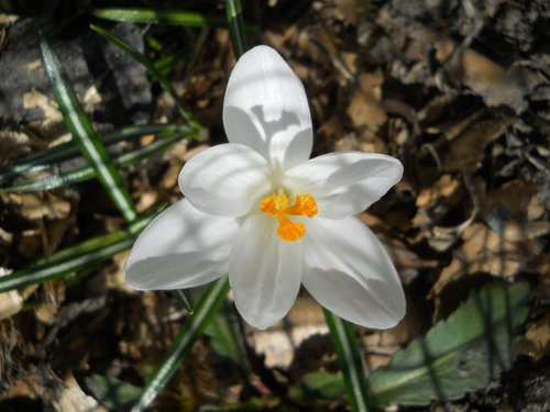 crocus  white  spring