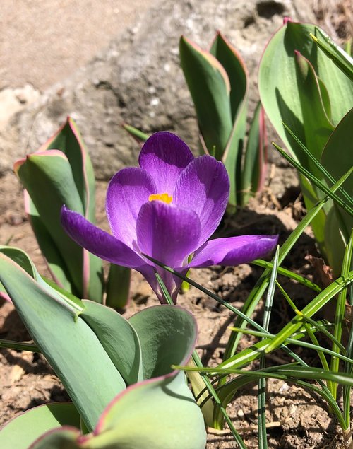crocus  purple  spring