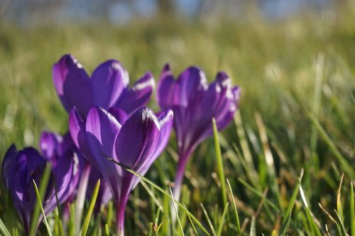 crocus  spring  nature