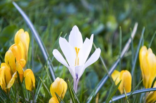 crocus white yellow