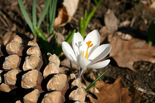 crocus  spring flower  pine cone