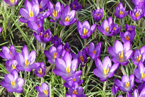 crocus  spring  purple