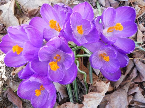 crocus flower purple