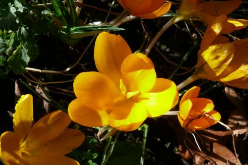 crocus yellow spring