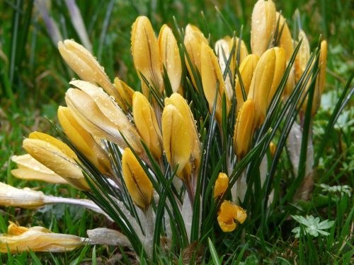 crocus schwertliliengewaechs flower