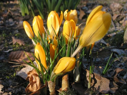 crocus yellow flower