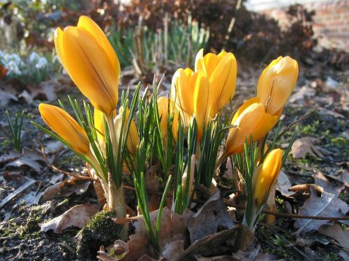 crocus yellow flower