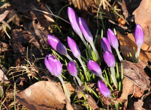 crocus violet spring