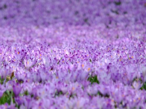 crocus flowers violet