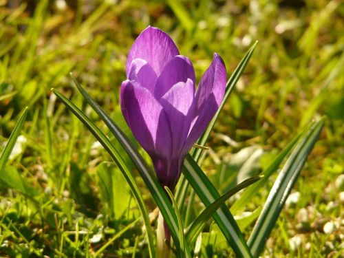 crocus spring purple