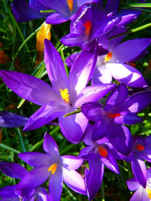 crocus flower spring