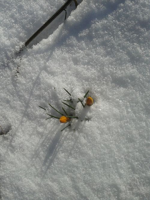 crocus snow spring