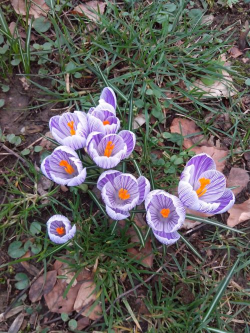 crocus spring flowers