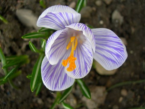 crocus flower our characters