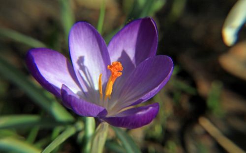 crocus purple macro