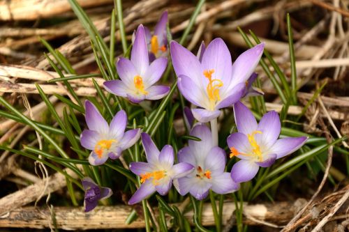 crocus wild crocus spring awakening