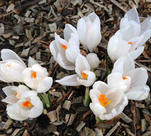 crocus white flowers