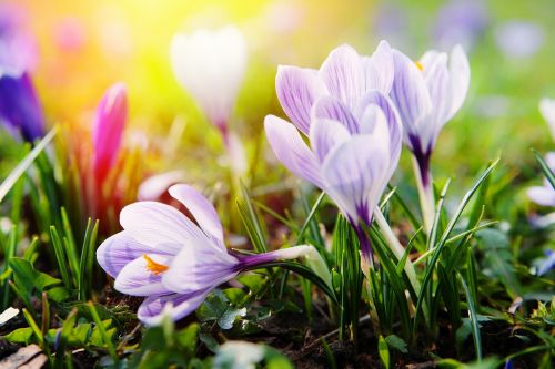 crocus blossom bloom