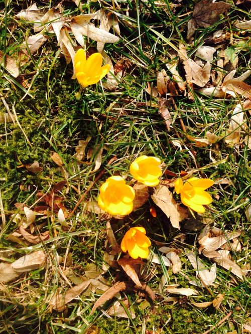 crocus flower yellow