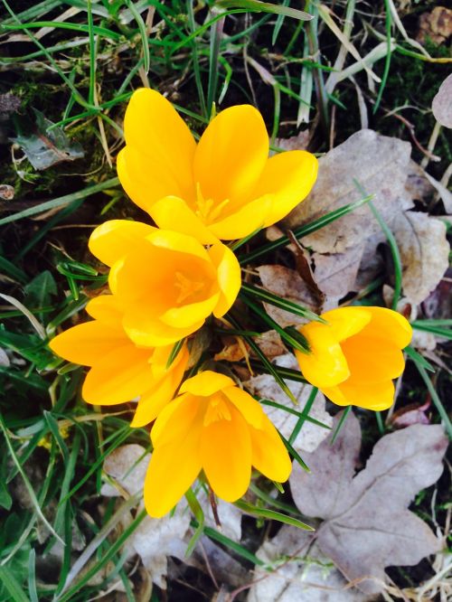 crocus flower yellow