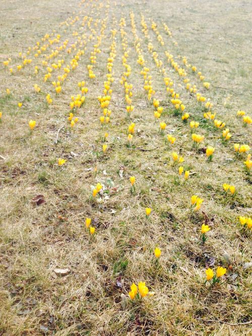 crocus flowers yellow