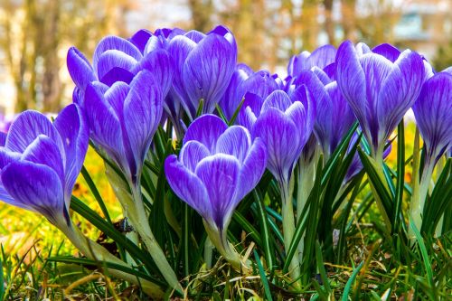 crocus blossom bloom