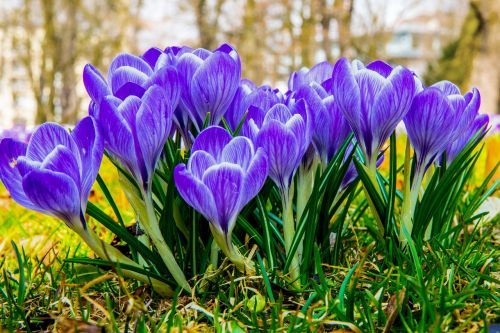 crocus blossom bloom