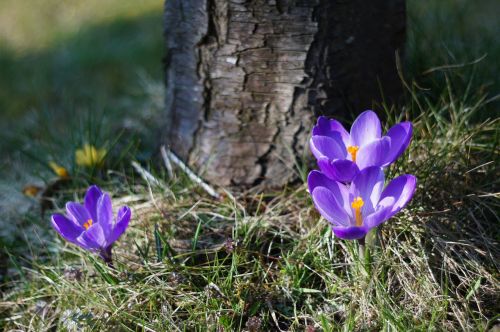 crocus purple spring