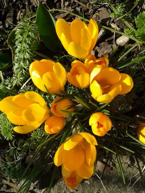 crocus spring flowers