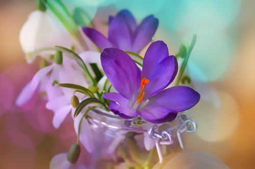 crocus snowdrop lily of the valley