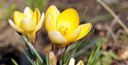 crocus flower blossom