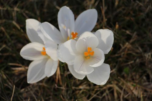 crocus white spring