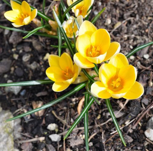 crocus flower plant