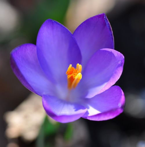 crocus flower blossom