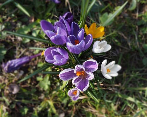 crocus spring flowers bloom