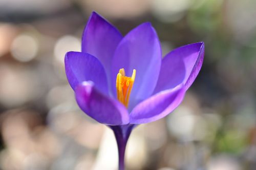 crocus flower blossom