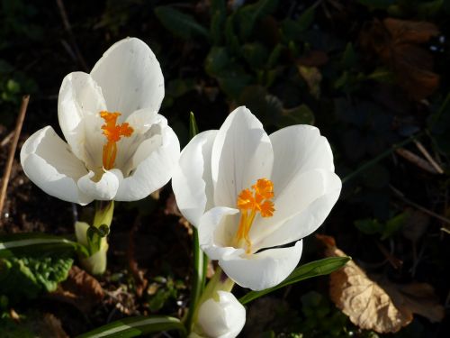 crocus flowers spring