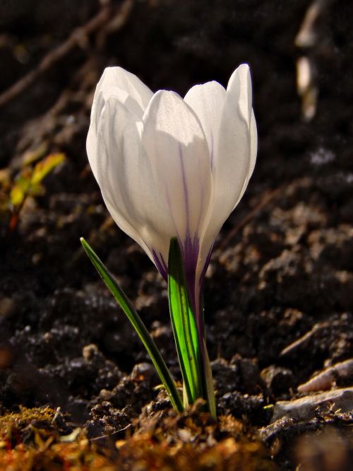 crocus spring macro