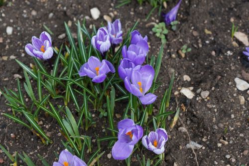 crocus purple flower