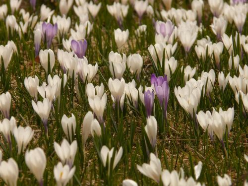 crocus spring crocus alpine crocus