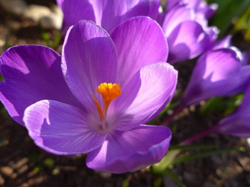 crocus spring flower