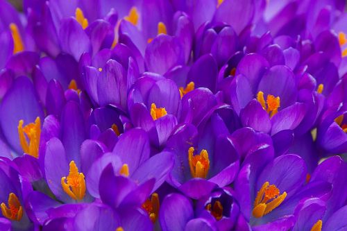 crocus garden spring