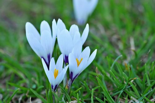 crocus flowers wildflowers