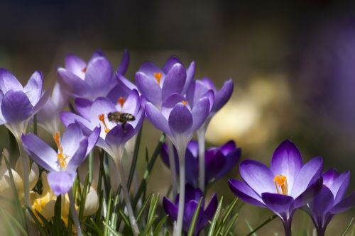 crocus schwertliliengewaechs spring crocus