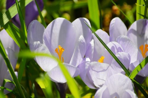 crocus easter sun