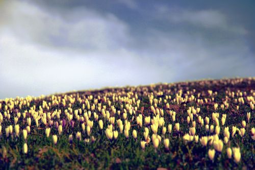 crocus flowers meadow