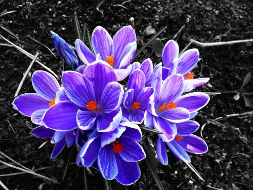 crocus flower contrast