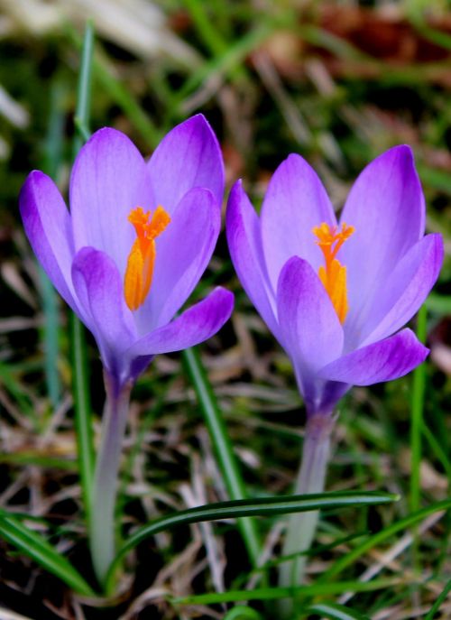 crocus flower spring